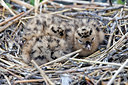 BUITEN BEELD Foto: 382087