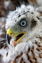 BUITEN BEELD Foto: 382098