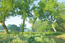 BUITEN BEELD Foto: 382463