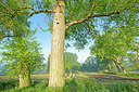 BUITEN BEELD Foto: 382492