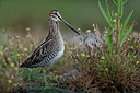 BUITEN BEELD Foto: 382682