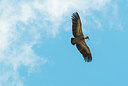 BUITEN BEELD Foto: 383237
