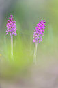 BUITEN BEELD Foto: 383380
