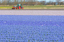 BUITEN BEELD Foto: 383514