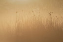 BUITEN BEELD Foto: 383558