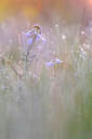 BUITEN BEELD Foto: 383635