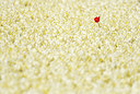 BUITEN BEELD Foto: 383793