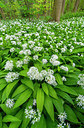 BUITEN BEELD Foto: 383812