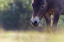 BUITEN BEELD Foto: 383898
