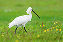 BUITEN BEELD Foto: 383964