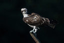 BUITEN BEELD Foto: 384699