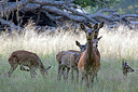 BUITEN BEELD Foto: 384799