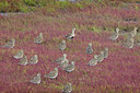 BUITEN BEELD Foto: 384857