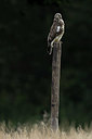 BUITEN BEELD Foto: 384875