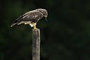 BUITEN BEELD Foto: 384876