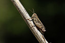 BUITEN BEELD Foto: 384892