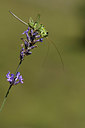 BUITEN BEELD Foto: 384906