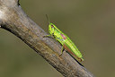 BUITEN BEELD Foto: 384915