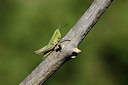 BUITEN BEELD Foto: 384923