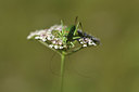 BUITEN BEELD Foto: 384927