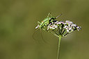 BUITEN BEELD Foto: 384928