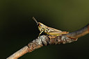 BUITEN BEELD Foto: 384929