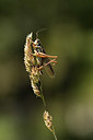 BUITEN BEELD Foto: 384951