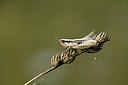 BUITEN BEELD Foto: 384966