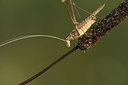 BUITEN BEELD Foto: 384967