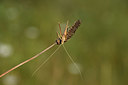 BUITEN BEELD Foto: 384968