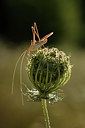 BUITEN BEELD Foto: 384975