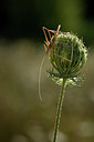 BUITEN BEELD Foto: 384977