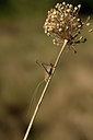 BUITEN BEELD Foto: 384982