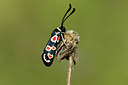 BUITEN BEELD Foto: 384989