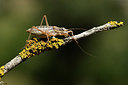 BUITEN BEELD Foto: 384996