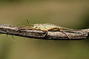 BUITEN BEELD Foto: 385002