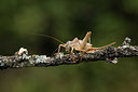 BUITEN BEELD Foto: 385015