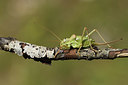 BUITEN BEELD Foto: 385020