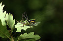 BUITEN BEELD Foto: 385023