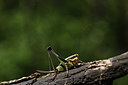 BUITEN BEELD Foto: 385027