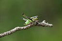 BUITEN BEELD Foto: 385040