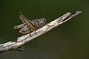 BUITEN BEELD Foto: 385058