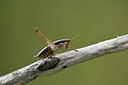 BUITEN BEELD Foto: 385059