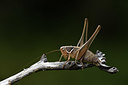 BUITEN BEELD Foto: 385060