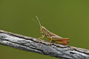 BUITEN BEELD Foto: 385062