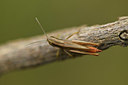 BUITEN BEELD Foto: 385063