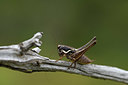 BUITEN BEELD Foto: 385065