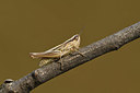 BUITEN BEELD Foto: 385069