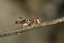 BUITEN BEELD Foto: 385080