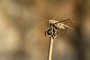 BUITEN BEELD Foto: 385086